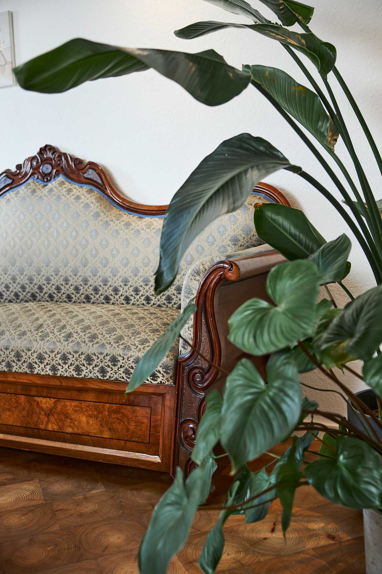 Detailansicht - Couch und Zimmerpflanze im Wartezimmer